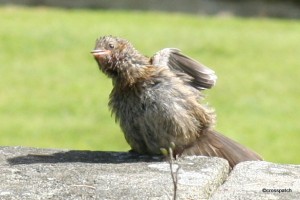 fledgling Sparrow