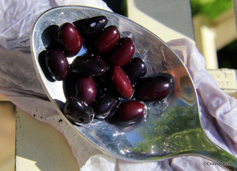 Natural dyes, experimenting with black beans Crosspatch